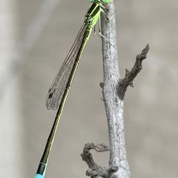 マイナー人物推し猫#