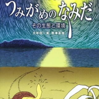 屋久島発 うみがめのなみだ